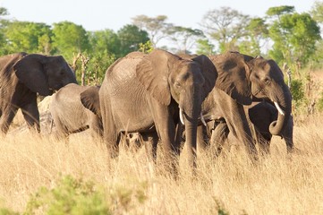 Late afternoon visit from Elephants in Zimbabwe, Africa