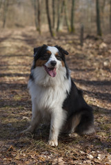 Aussie w lesie