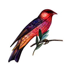 watercolor colorful bird