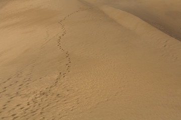 Fototapeta na wymiar Gran Canaria dunes - Maspalomas sand desert landscape. 