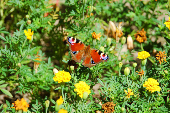 Butterfly on tagetes flower