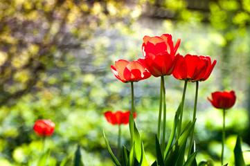 Macro shot of red tulips in the garden on colorful background in the middle of a garden on springtime. Bees are seeking nectar in blooming flowers, weather is sunny and warm. Waiting for summer.