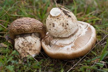 Catathelasma imperial - rare edible mushroom. Photo has been taken in the natural forest background. © olexandrlozovyi