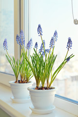 Spring flowers - muscari in flower pot