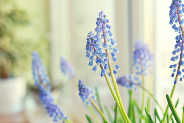 Naklejka premium Spring flowers - muscari