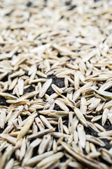 Rasen anlegen - reparieren 