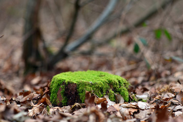 stump