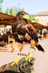 Falco