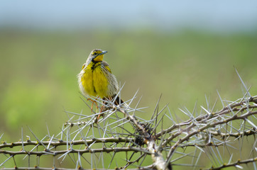 Yellow bird and thorn tree