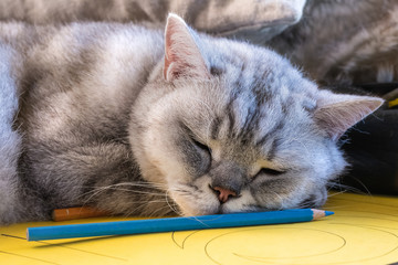 Mach mal Pause! British silver tabby shorthair Katze schläft auf Stiften und Papier 
