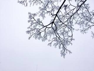 Frozen trees and bushes
