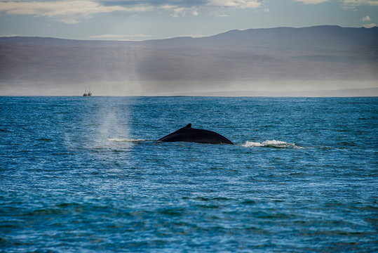 Whale comming up for breath in Husavik, Iceland
