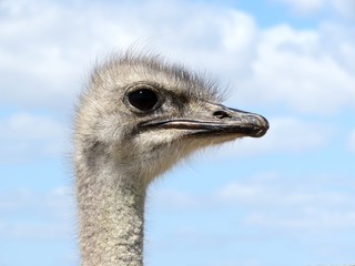 Charente-Maritime - Tête d'Autruche de profil,  © Marytog
