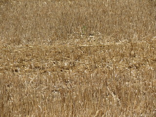 Charente-Maritime - Champ de c&eacute;r&eacute;ales apr&egrave;s moisson