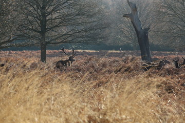 Deer