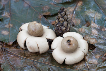 Geastrum fimbriatum. Photo has been taken in the natural forest background.