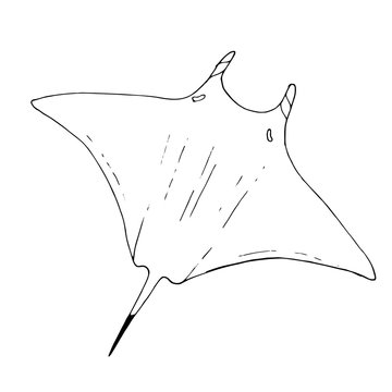 recommend clip art: Vector stingray, ray fish illustration. Animal in the wild - hand drawn sketch, marine life swimming animal in outlines