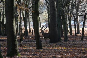 Deer