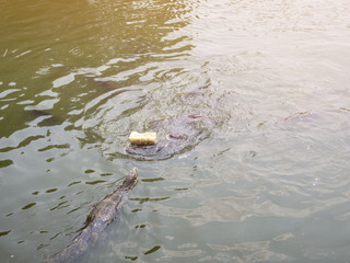 Hungry water monitor swimming to steal the bread from fish
