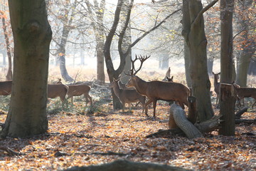 Deer