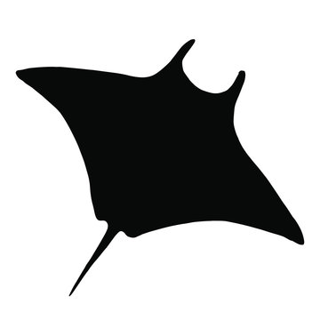 Vector stingray silhouette, ray fish illustration. Animal in the wild - hand drawn sketch, marine life swimming animal