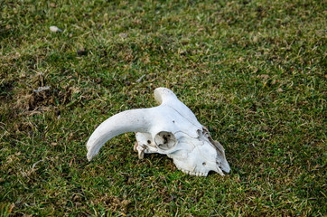 A skull of a goat with horns, on grass, Crete, Greece.
