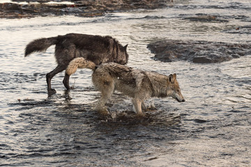 Grey Wolves (Canis lupus) Splash Right Through River