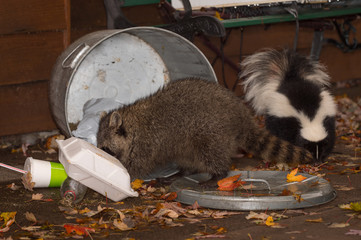 Raccoon (Procyon lotor) and Skunk (Mephitis mphitis) Root Through Trash