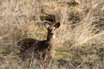 Whitetail Deer doe