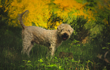 Fröhlicher Hund vor einer Ginsterheide