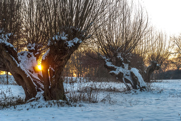 Weidenbäume im Winter