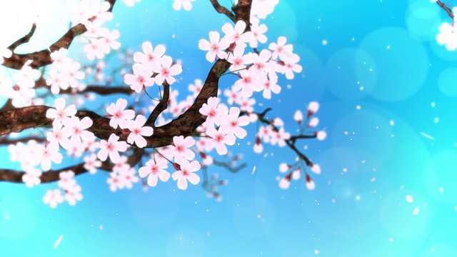 満開になる桜の花びら 青 ループ