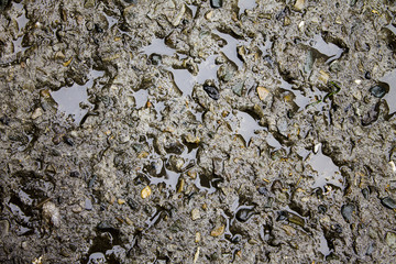 Wet Pavement Texture Background