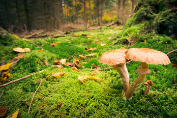 Mushroom In The Forest