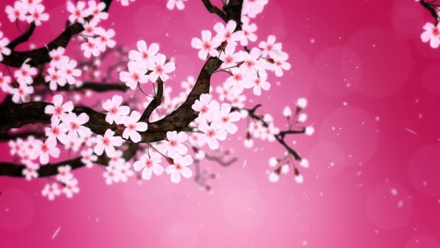 満開になる桜の花びら 赤 ループ
