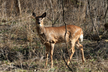 Whitetail Deer doe