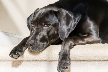 Black Labrador Retriever