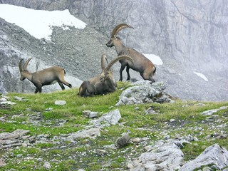 Mächtige alte Alpensteinböcke (Capra ibex) am Tälli-Klettersteig, Tällistock, Gadmen, Schweiz