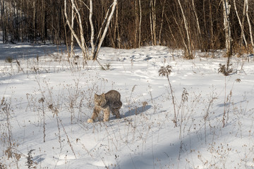 Canadian Lynx (Lynx canadensis) Walks Left Through Snow