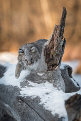 Bobcat (Lynx rufus) Bats Around Log Spur