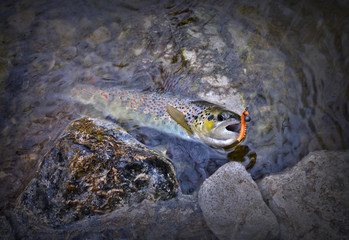 trout