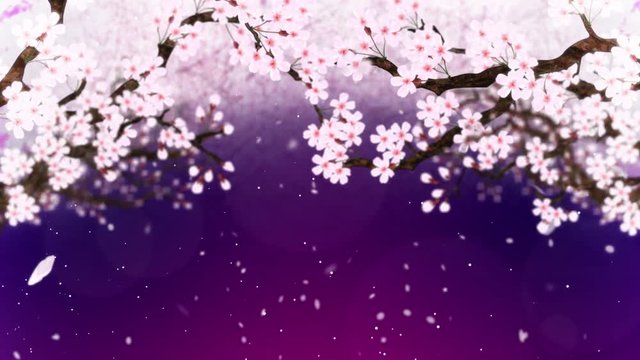 満開になる桜の花びら 紫 ループ