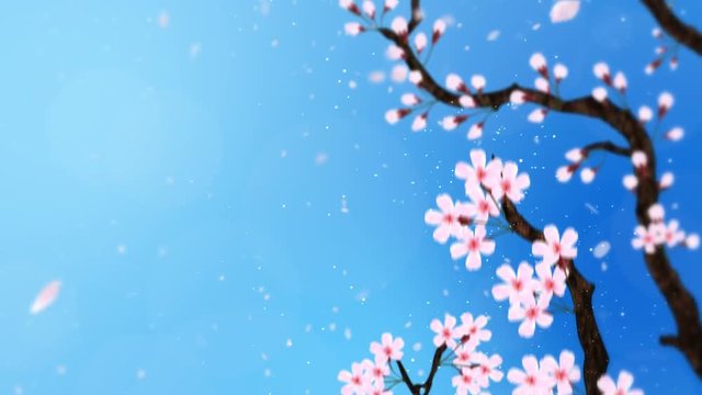 満開になる桜の花びら 青 ループ