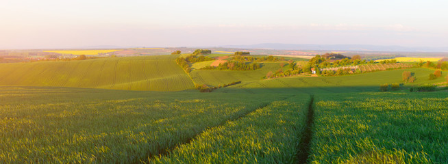 Green wheat field in evening sunlight