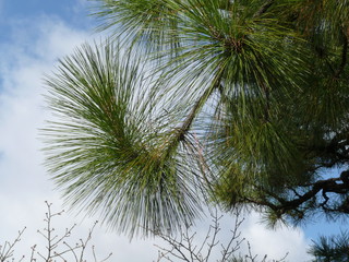 Naklejka premium 松の枝先(京都府)