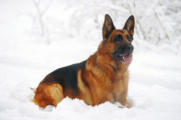 Obedient German Shepherd dog lying down on a snow in winter forest