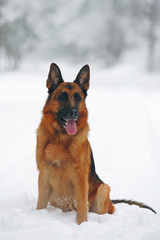 Obedient German Shepherd dog sitting on a snow in winter forest