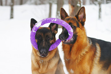 Two German Shepherd dogs playing with a puller ring toy in winter