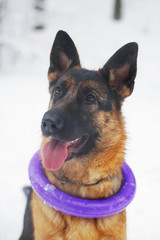The portrait of a young German Shepherd dog sitting outdoors in winter  with a puller ring toy around its neck