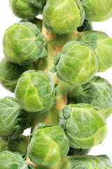 Fototapeta premium brussel sprout stalk